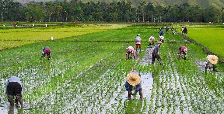 waktu menanam padi yang tepat