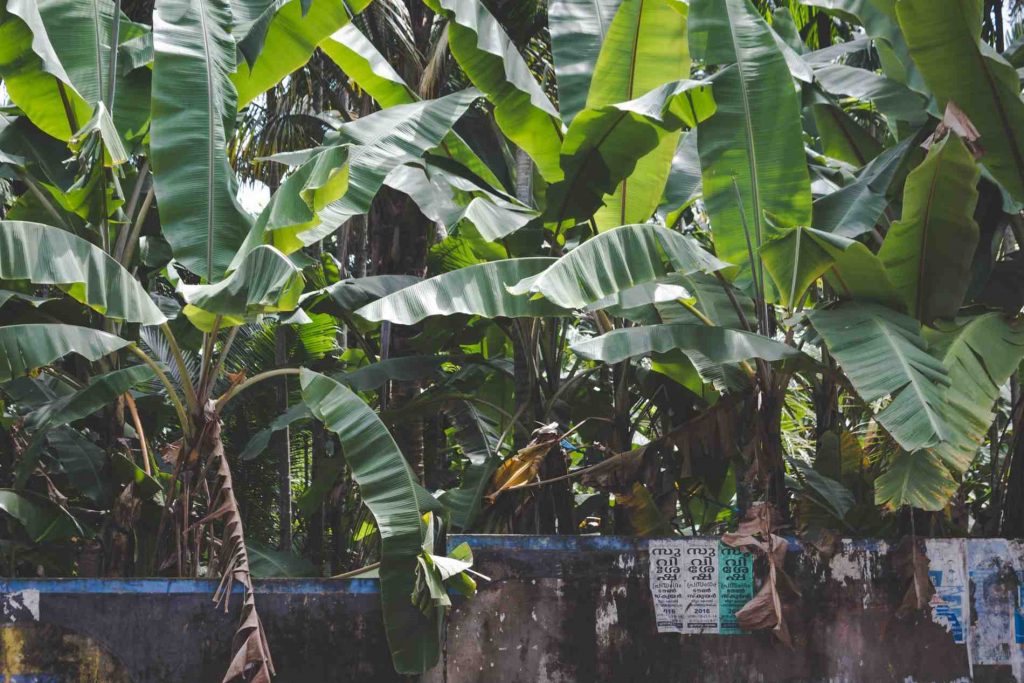 cara cepat mencacah batang pisang