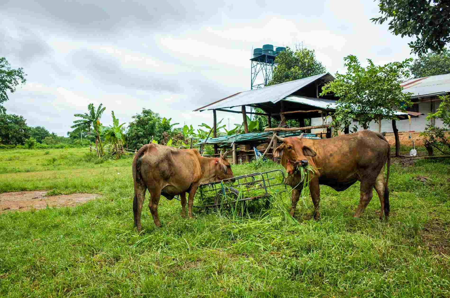 manfaat mesin pencacah rumput