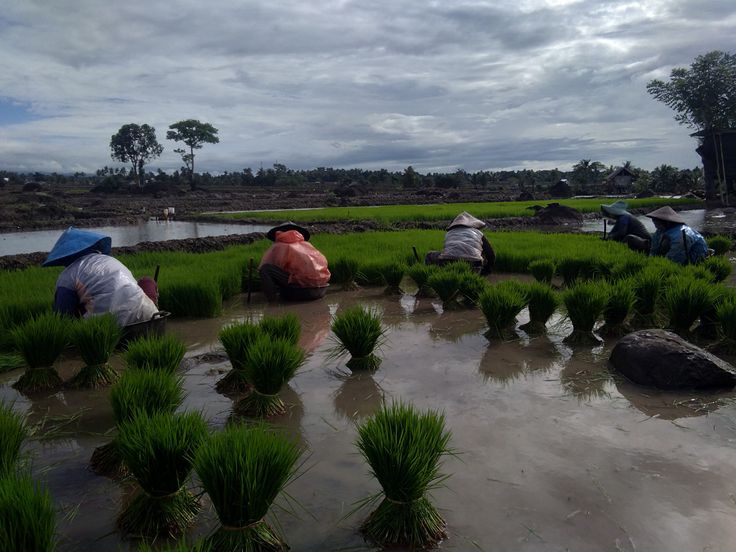 waktu menanam padi berdasarkan musim dan curah hujan