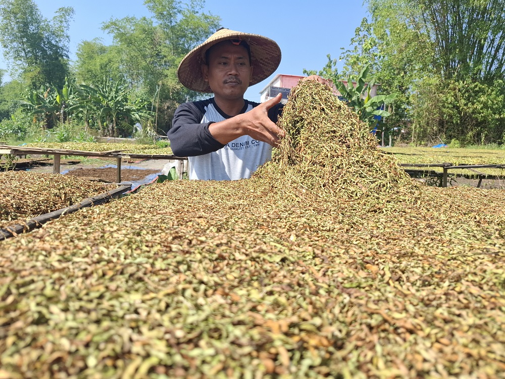 cara merajang daun tembakau