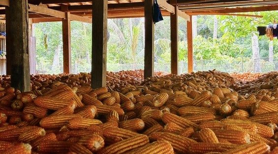Solusi Pemipilan Jagung Lebih Cepat