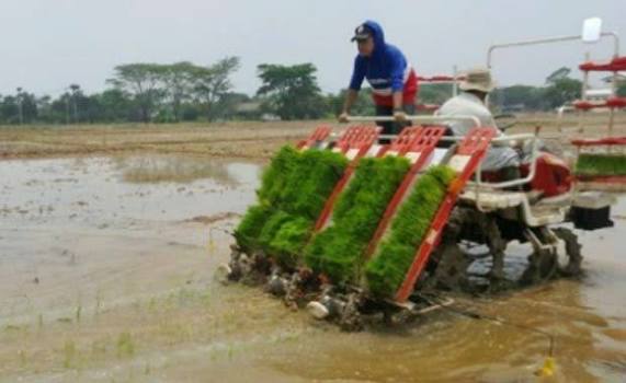 Beli atau Sewa Mesin Tanam Padi