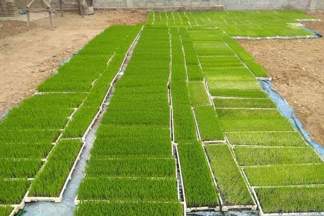 Peluang Usaha Jual Bibit Padi Kering