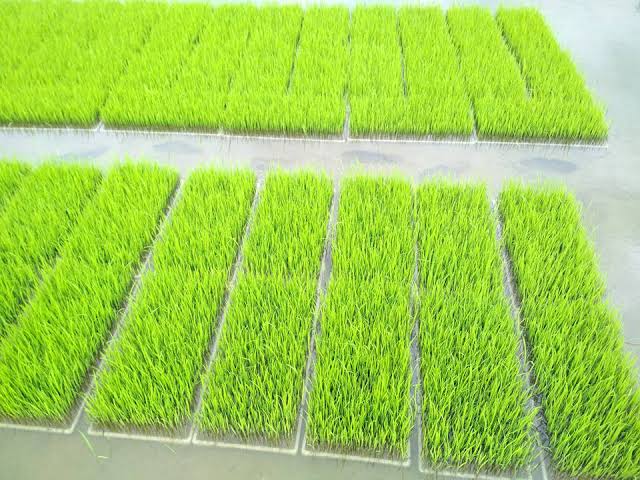 Peluang Usaha Jual Bibit Padi Kering