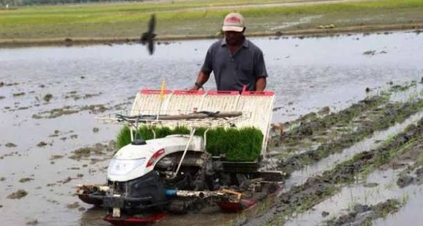 Jasa dan Sewa Rice Transplanter
