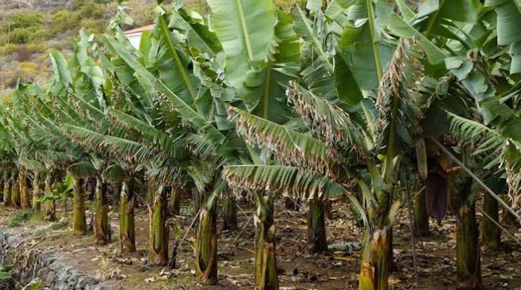 cara cepat mencacah batang pisang