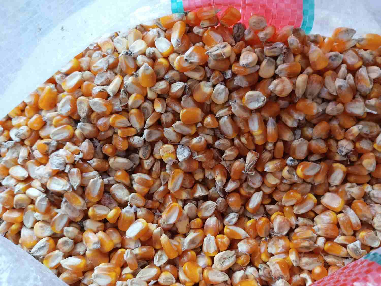 Solusi Pemipilan Jagung Lebih Cepat