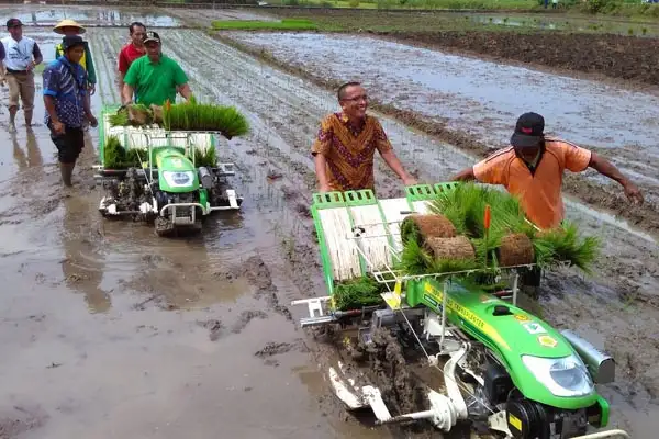 penanaman padi pakai mesin