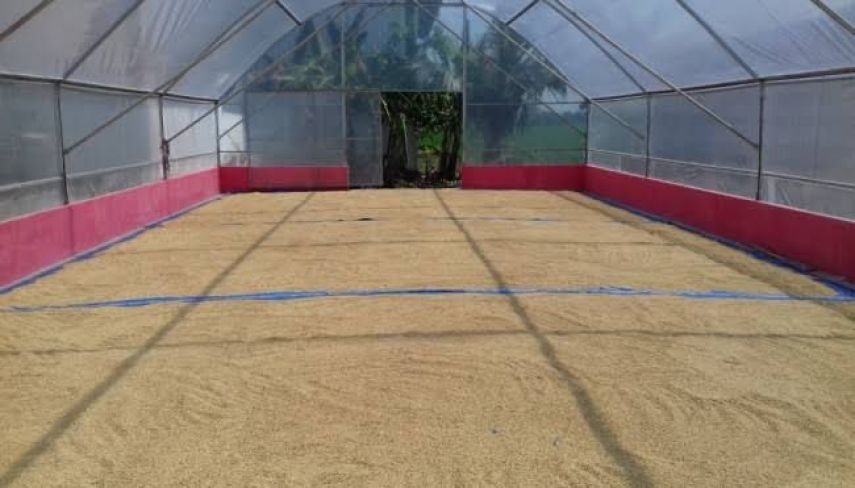 Cara Mengeringkan Gabah Saat Musim Hujan