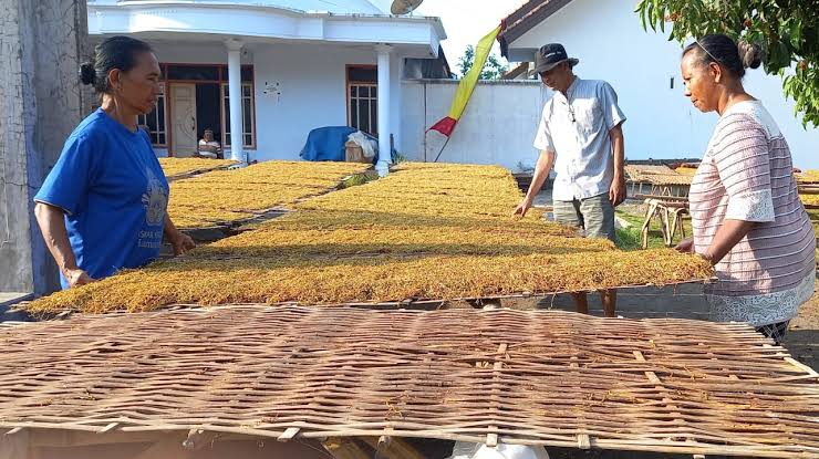 ciri tembakau rajangan yang bagus