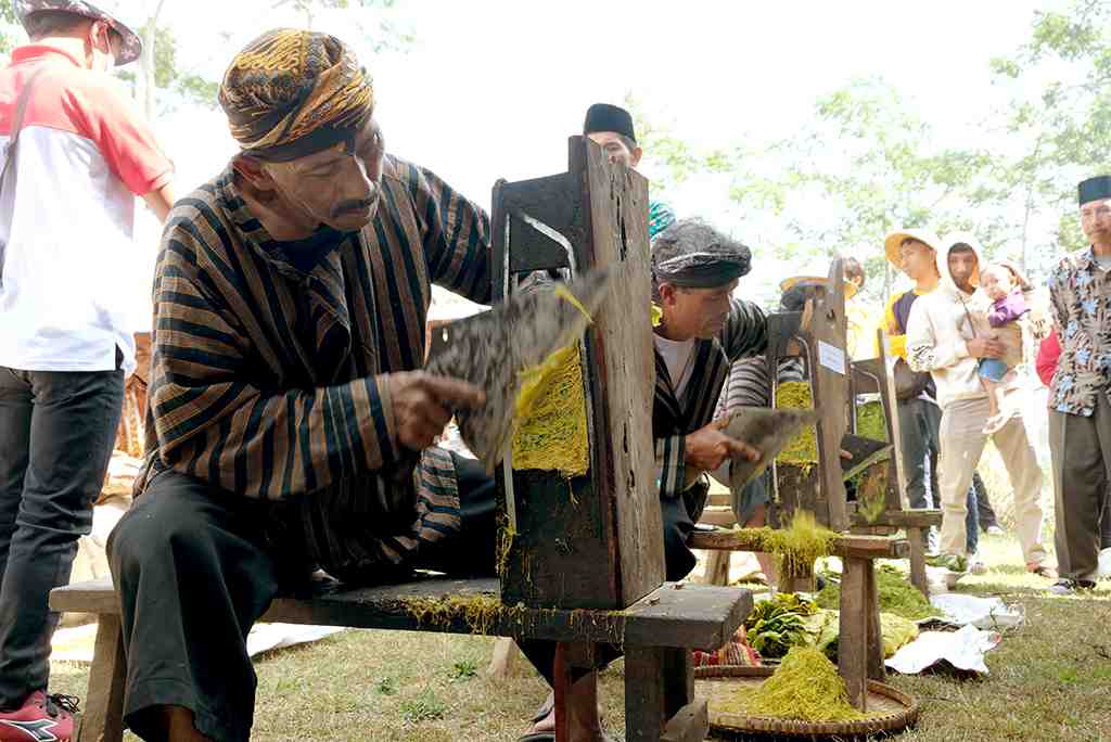 ciri tembakau rajangan yang bagus